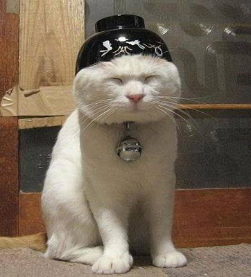 funny-cat-101
