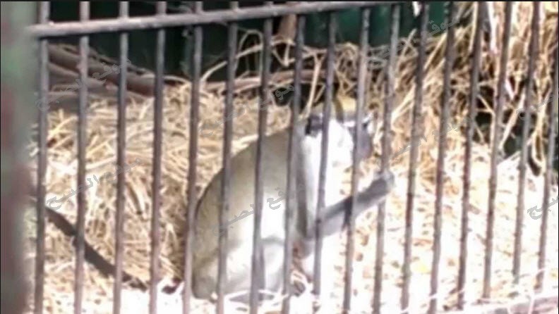 بالفيديو قرد في حديقة الحيوان بالجيزة يحاول الانتحار بسبب ” الكبت الجنسي ” والحديقة سيتم علاجه نفسيا !