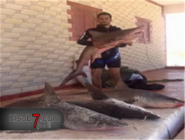 ظهور اسماك القرش على شواطئ مرسى مطروح يثير حاله من القلق والتوتر
