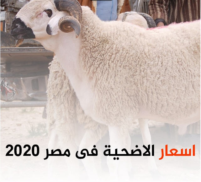 أسعار الأضحية في مصر 2020 – تعرف الآن على اسعار الاضحية في مصر 2020 بعد الزيادة