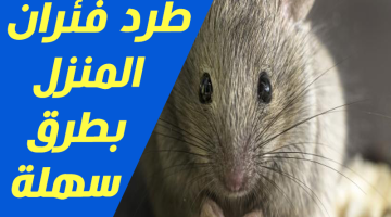 طرد الفئران من المنزل