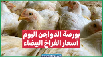 الدواجن اليوم أسعار الفراخ البيضاء