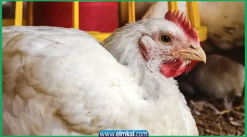 بورصة الدواجن اليوم أسعار الفراخ البيضاء 1