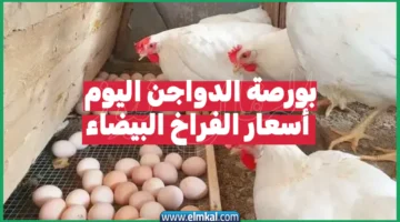 بورصة الدواجن اليوم أسعار الفراخ البيضاء 2