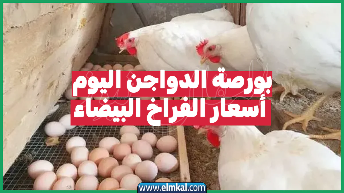 بورصة الدواجن اليوم أسعار الفراخ البيضاء الثلاثاء 30-9-2025