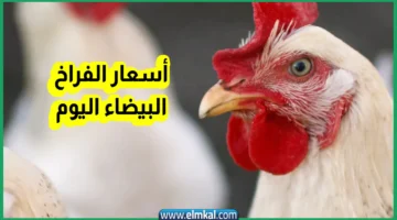 بورصة الدواجن اليوم أسعار الفراخ البيضاء