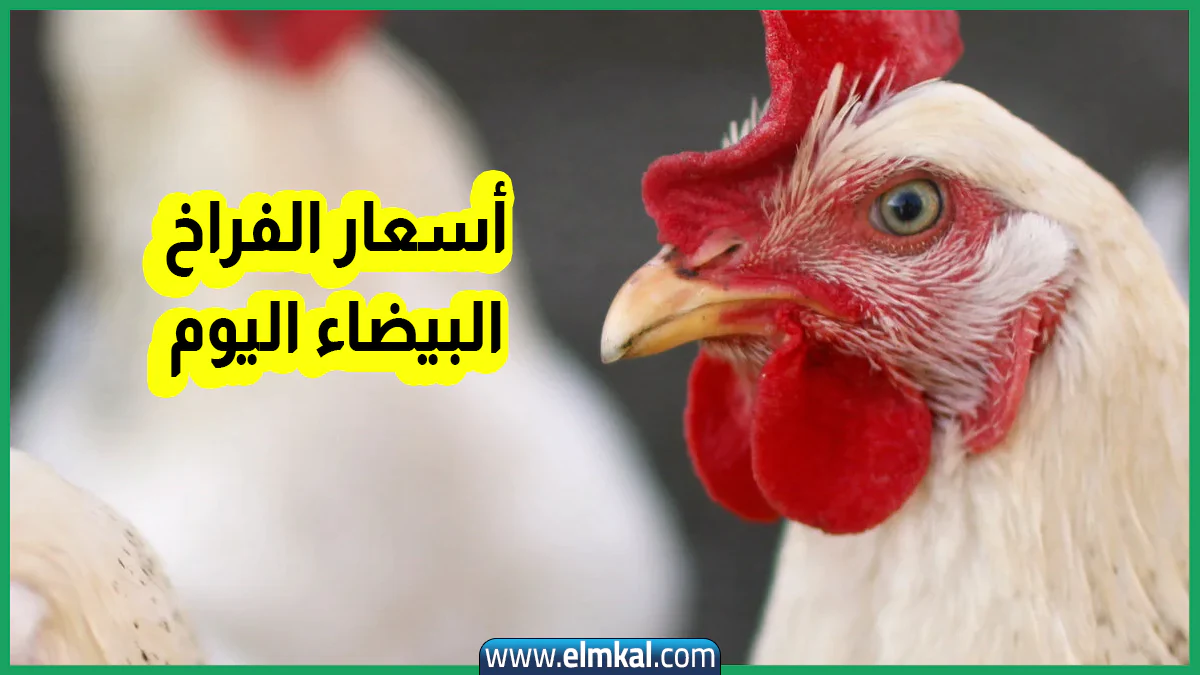 بورصة الدواجن اليوم أسعار الفراخ البيضاء الخميس 11-9-2025