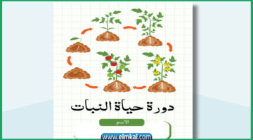 مطوية دورة حياة النبات حديثة 2025