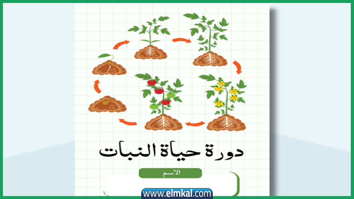 مطوية دورة حياة النبات حديثة 2025 جاهزة للتحميل والتعديل