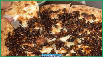 Ant pizza