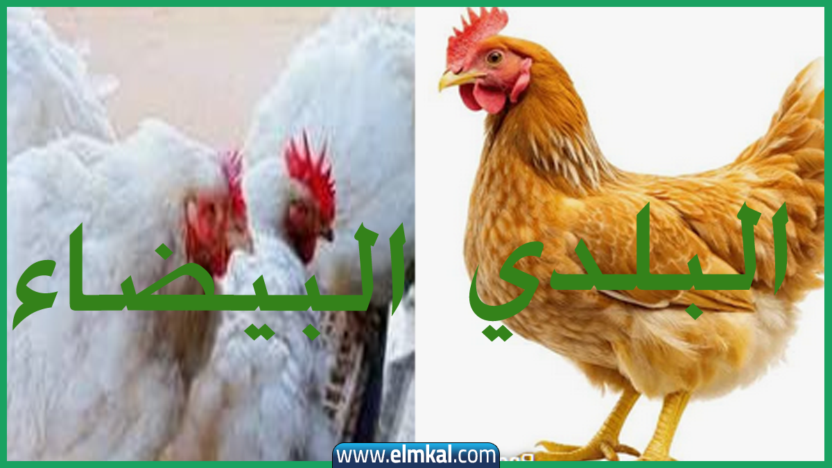 اسعار الفراخ في مصر اليوم والبط والبيض