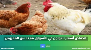 انخفاض أسعار الدواجن في الأسواق مع تحسن المعروض