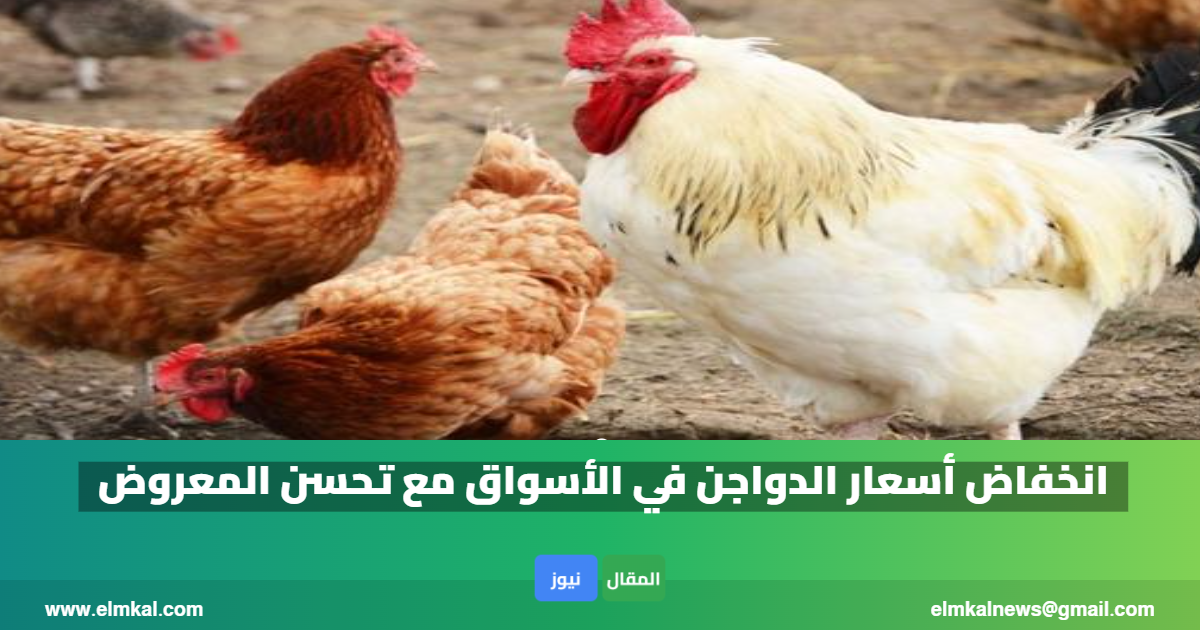 انخفاض أسعار الدواجن في الأسواق مع تحسن المعروض