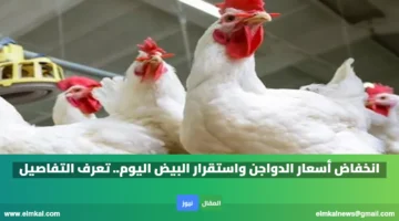 انخفاض أسعار الدواجن واستقرار البيض اليوم. تعرف التفاصيل