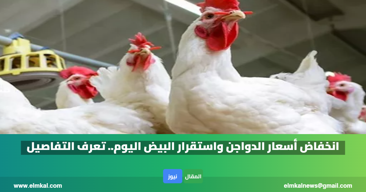 انخفاض أسعار الدواجن واستقرار البيض اليوم.. تعرف التفاصيل