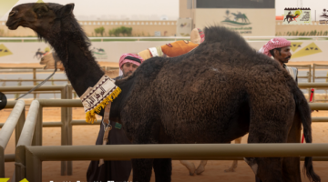 ما إجمالي جوائز مهرجان خادم الحرمين الشريفين للهجن 2026