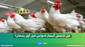 هل تنخفض أسعار الدواجن قبل أول رمضان؟