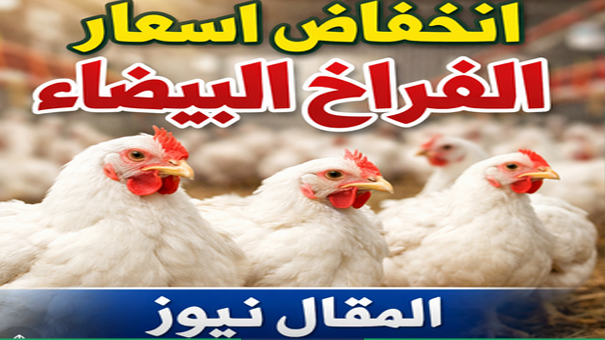اسعار الفراخ في انخفاض بعد شهر رمضان