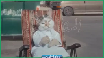 قطو الشوارع
