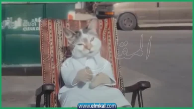 قطو الشوارع
